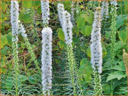 Liatris spicata &#039;Alba&#039; | Prachtschaarde, Knopige slangenwortel | &Auml;hrige Prachtscharte