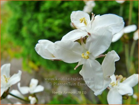 Libertia formosa | Nieuw-Zeelandse iris | Neuseeland Iris