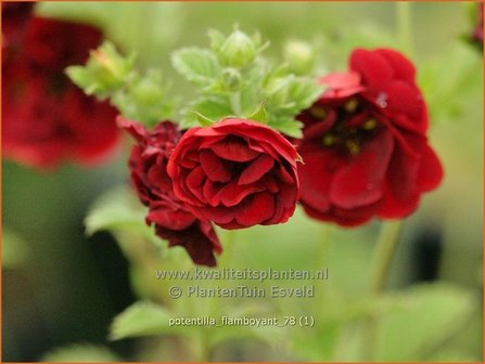 Potentilla &#039;Flamboyant&#039; | Ganzerik | Fingerkraut