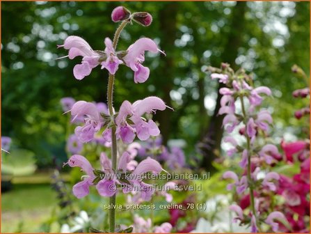 Salvia pratensis &amp;#39;Eveline&amp;#39; | Veldsalie, Salie, Salvia | Wiesen-Salbei