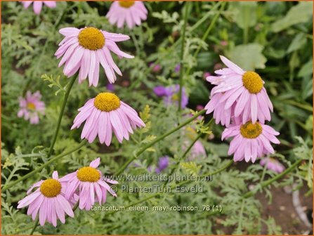 Tanacetum &#039;Eileen May Robinson&#039; | Perzische margriet | Bunte Gartenmargerite