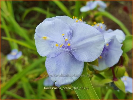 Tradescantia &#039;Ocean Blue&#039; | Eendagsbloem, Vaderplant, Matrozensla | Dreimasterblume | Spiderwort