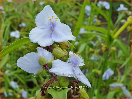 Tradescantia &#039;Ocean Blue&#039; | Eendagsbloem, Vaderplant, Matrozensla | Dreimasterblume | Spiderwort