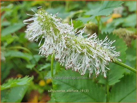 Sanguisorba albiflora | Pimpernel, Sorbenkruid | Weißer Wiesenknopf