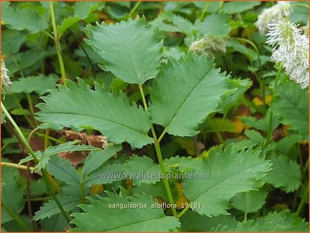 Sanguisorba albiflora | Pimpernel, Sorbenkruid | Weißer Wiesenknopf
