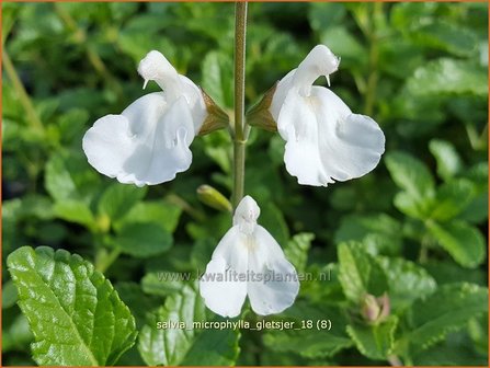 Salvia microphylla &#039;Gletsjer&#039; | Salie, Salvia | Johannisbeersalbei