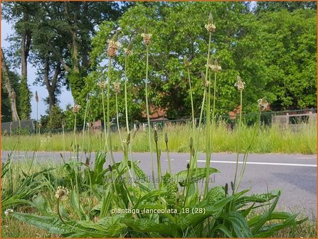 Plantago lanceolata | Smalle weegbree, Weegbree | Spitzwegereich