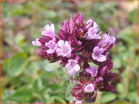 Origanum &#039;Gentle Breeze&#039; | Marjolein, Majoraan | Dost