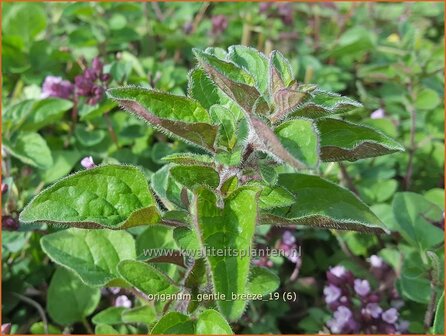 Origanum &#039;Gentle Breeze&#039; | Marjolein, Majoraan | Dost
