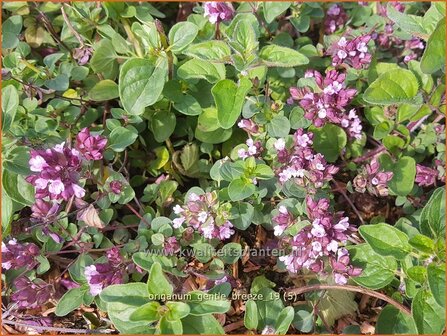Origanum &#039;Gentle Breeze&#039; | Marjolein, Majoraan | Dost