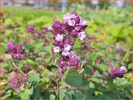 Origanum &#039;Gentle Breeze&#039; | Marjolein, Majoraan | Dost