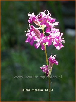 Lychnis viscaria | Pekanjer, Koekoeksbloem