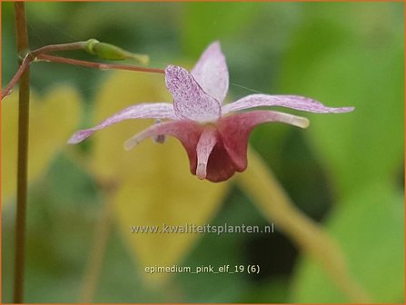 Epimedium &#039;Pink Elf&#039; | Elfenbloem | Elfenblume