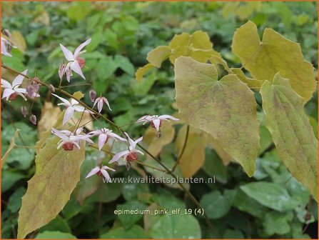 Epimedium &#039;Pink Elf&#039; | Elfenbloem | Elfenblume