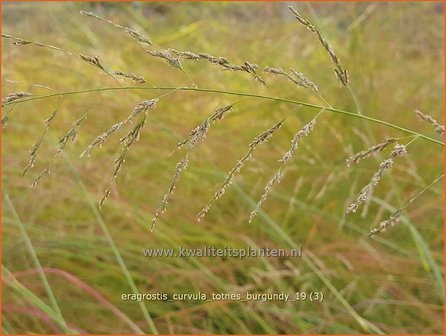 Eragrostis curvula 'Totnes Burgundy' | Liefdesgras | Schwachgekrümmtes Liebesgras