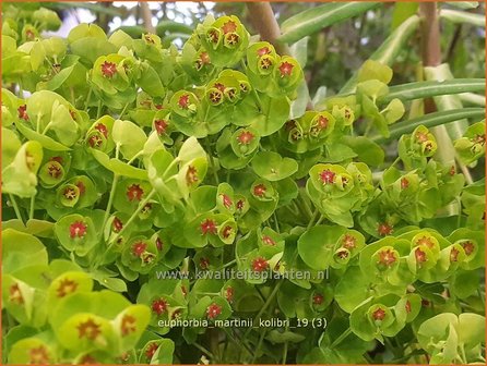 Euphorbia martinii &#039;Kolibri&#039; | Wolfsmelk | Busch-Wolfsmilch
