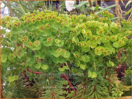 Euphorbia martinii &#039;Kolibri&#039; | Wolfsmelk | Busch-Wolfsmilch