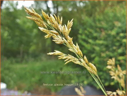 Festuca glauca &#039;Hoggar&#039; | Blauw schapengras, Zwenkgras, Schapengras | Blauschwingel