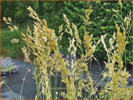 Festuca glauca &#039;Hoggar&#039; | Blauw schapengras, Zwenkgras, Schapengras | Blauschwingel