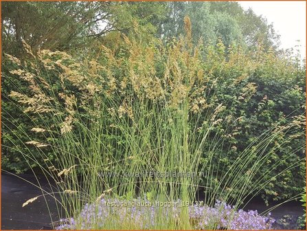 Festuca glauca &#039;Hoggar&#039; | Blauw schapengras, Zwenkgras, Schapengras | Blauschwingel