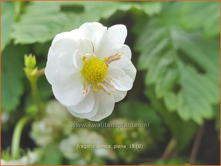 Fragaria vesca &#039;Plena&#039; | Bosaardbei, Aardbei | Walderdbeere