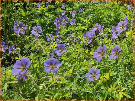 Geranium &#039;Blue Sunrise&#039; | Ooievaarsbek, Tuingeranium | Storchschnabel