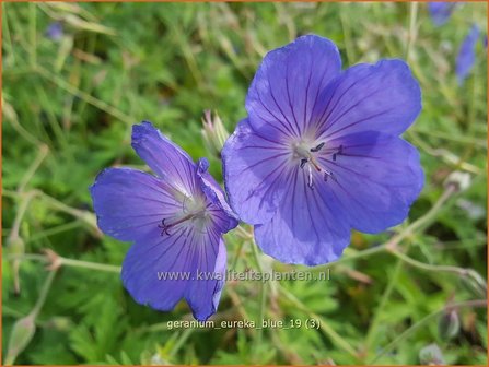 Geranium &#039;Eureka Blue&#039; | Ooievaarsbek, Tuingeranium | Storchschnabel