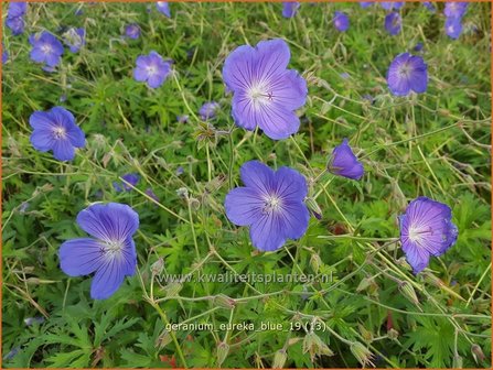 Geranium &#039;Eureka Blue&#039; | Ooievaarsbek, Tuingeranium | Storchschnabel