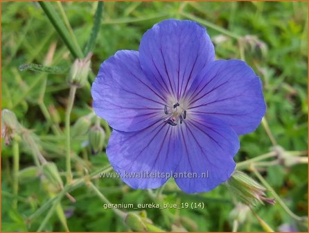 Geranium &#039;Eureka Blue&#039; | Ooievaarsbek, Tuingeranium | Storchschnabel