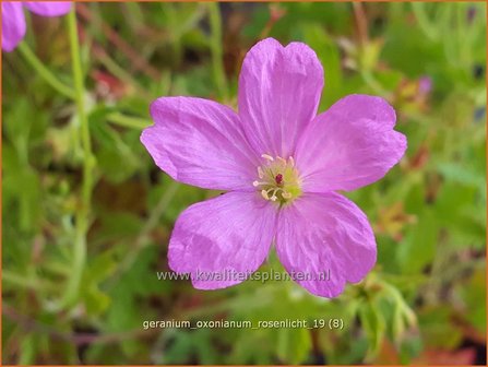 Geranium oxonianum &#039;Rosenlicht&#039; | Ooievaarsbek, Tuingeranium | Oxford-Storchschnabel