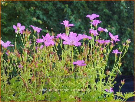 Geranium oxonianum &#039;Rosenlicht&#039; | Ooievaarsbek, Tuingeranium | Oxford-Storchschnabel