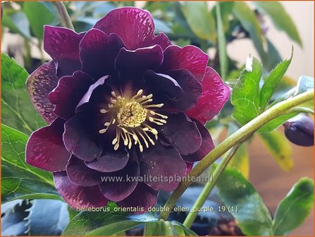 Helleborus orientalis &#039;Double Ellen Purple&#039; | Kerstroos, Lenteroos, Vastenroos, Nieskruid | Lenzrose