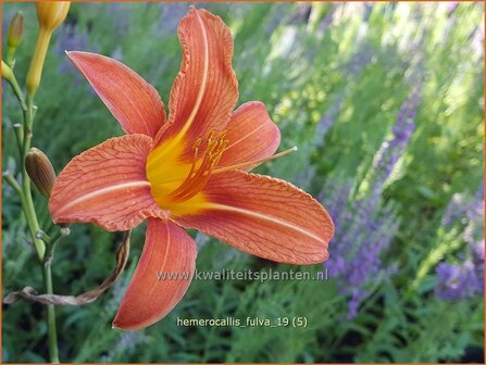 Hemerocallis fulva | Daglelie | Bahnw&auml;rter Taglilie