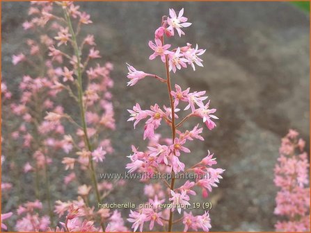 Heucherella &amp;#x0027;Pink Revolution&amp;#x0027; | Purperklokje | Bastardschaumbl&amp;#x00fc;te