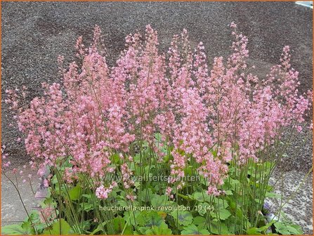 Heucherella &amp;#x0027;Pink Revolution&amp;#x0027; | Purperklokje | Bastardschaumbl&amp;#x00fc;te