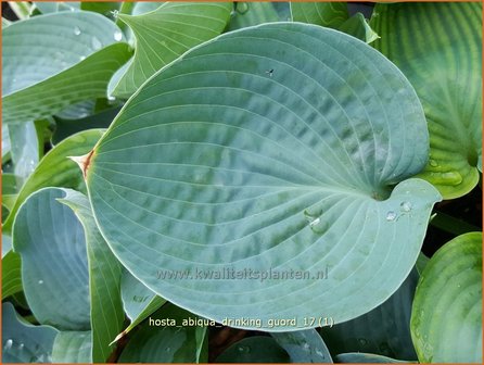 Hosta &#039;Abiqua Drinking Gourd&#039; | Hosta, Hartlelie, Funkia | Funkie