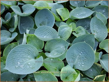 Hosta &#039;Abiqua Drinking Gourd&#039; | Hosta, Hartlelie, Funkia | Funkie