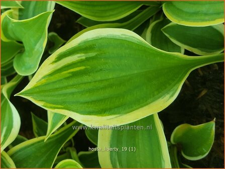 Hosta &#039;Liberty&#039; | Hosta, Hartlelie, Funkia | Funkie