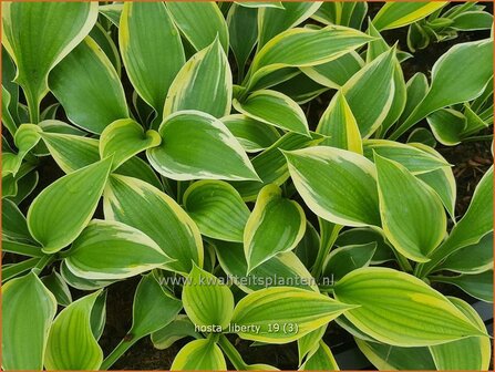 Hosta &#039;Liberty&#039; | Hosta, Hartlelie, Funkia | Funkie