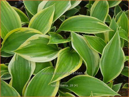 Hosta &#039;Liberty&#039; | Hosta, Hartlelie, Funkia | Funkie