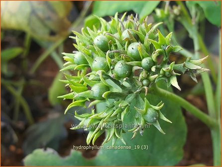 Hydrophyllum canadense | Canadees waterblad, Waterblad | Wasserblatt