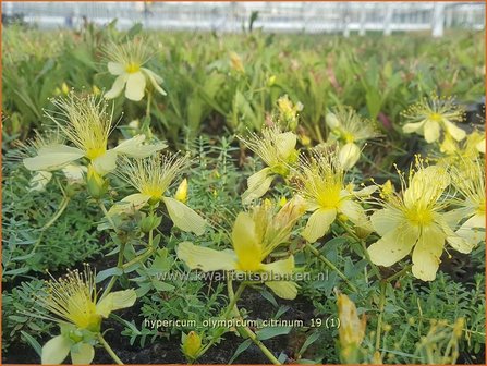 Hypericum olympicum &#039;Citrinum&#039; | Hertshooi | Olymp-Johanniskraut