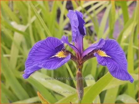 Iris setosa | Borstelige iris, Iris, Lis | Borstige Schwertlilie