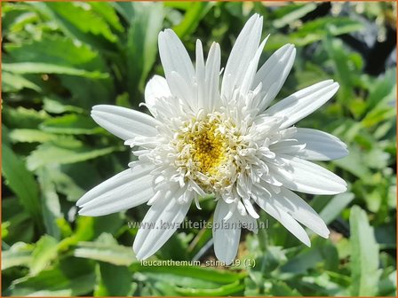 Leucanthemum &#039;Stina&#039; | Margriet | Grossblumige Margerite