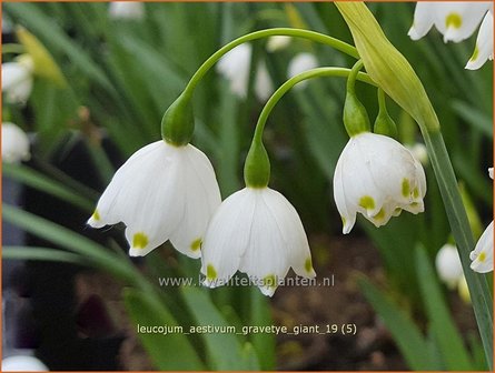 Leucojum aestivum &#039;Gravetye Giant&#039; | Zomerklokje, Narcisklokje | Sommer-Knotenblume