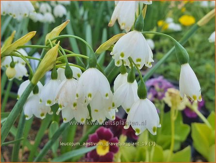 Leucojum aestivum &#039;Gravetye Giant&#039; | Zomerklokje, Narcisklokje | Sommer-Knotenblume