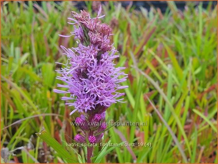 Liatris spicata &#039;Floristan Violett&#039; | Prachtschaarde, Knopige slangenwortel | &Auml;hrige Prachtscharte