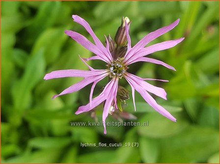 Lychnis flos-cuculi | Echte koekoeksbloem, Koekoeksbloem | Kuckucks-Lichtnelke