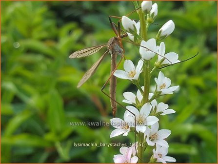 Lysimachia barystachys | Wederik | Nickende Felberich | Loosestrife