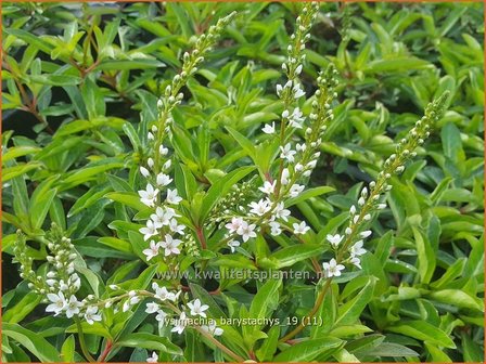 Lysimachia barystachys | Wederik | Nickende Felberich